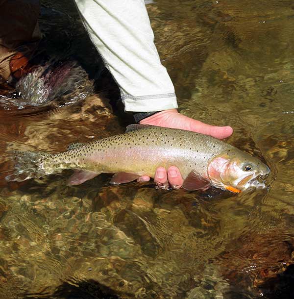 purely illustrative fishing image