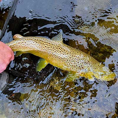 photo demonstrates a multiday fishing trip with yellowstone country fly fishing