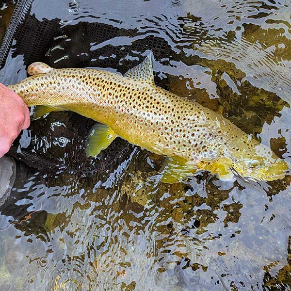 beautiful brown trout almost ready to release