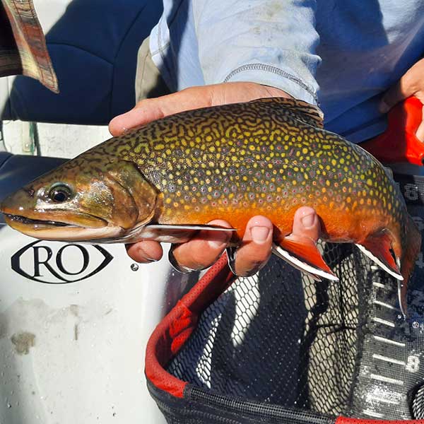 large private lake brook trout