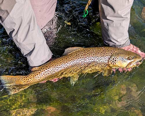 image link to the yellowstone park fishing report